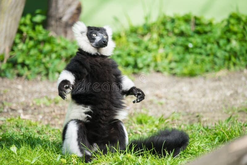 black lemur ruffed white στοκ εικόνα black lemur ruffed white στοκ εικόνα