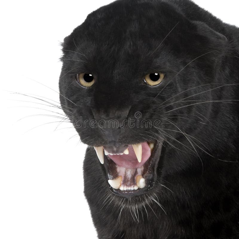 Black Leopard (6 years) stock image Black Leopard (6 years) stock image