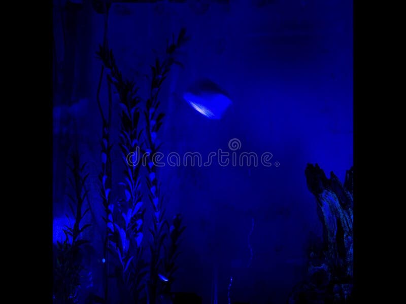 Black Light Fish Tank Time Lapse Stock Footage Video of swimming