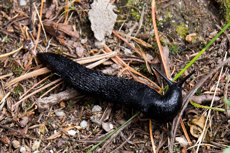 Black limax in forest royalty free stock image Black limax in forest royalty free stock image