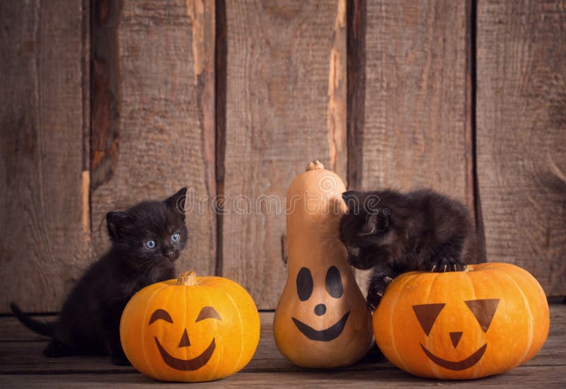 Black little cat with halloween pumpkins