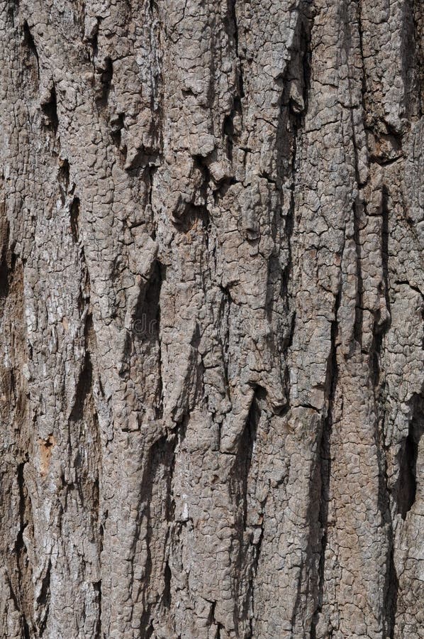 Black Locust Tree Bark stock image. Image of brown, locust 49965969