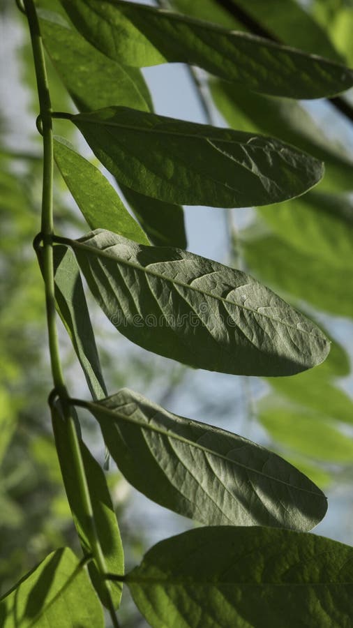 Black Locust Tree. Acacia Leaves in Summer Sunshine Stock Photo Image