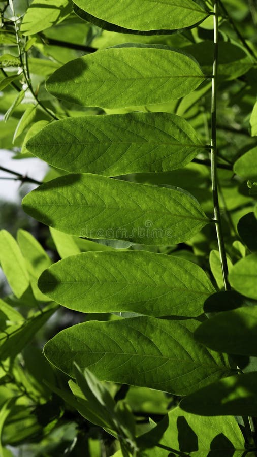 Black Locust Tree. Acacia Leaves in Summer Sunshine Stock Photo Image