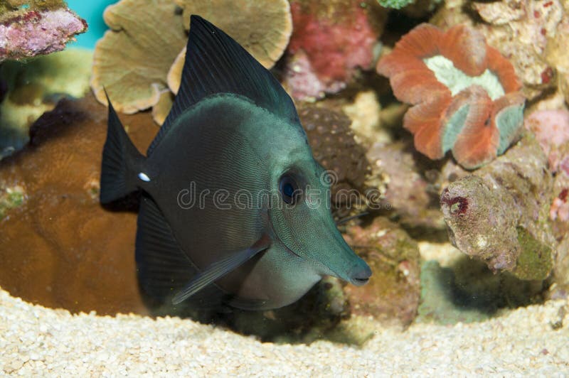 Black Longnose Sailfin Tang