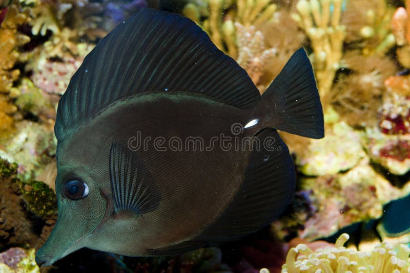 Black Longnose Sailfin Tang