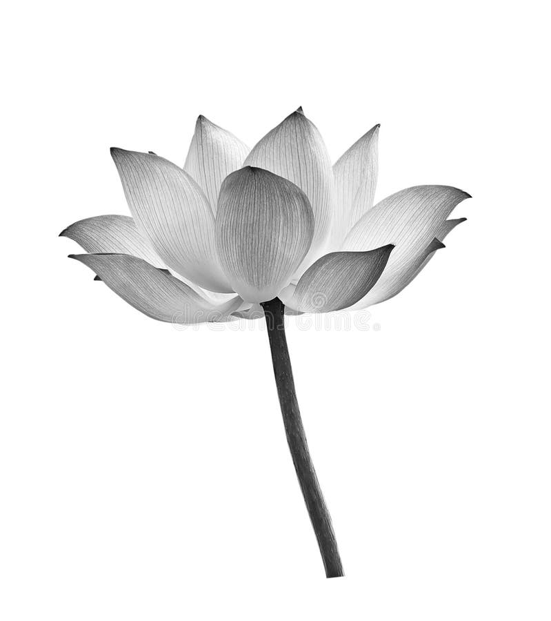 Lotus Wallpaper Images - Free Download on Freepik