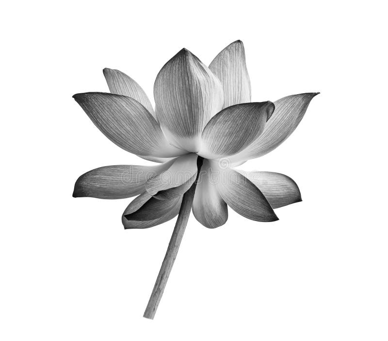 Black Lotus Flower on White Background Stock Photo Image of lily