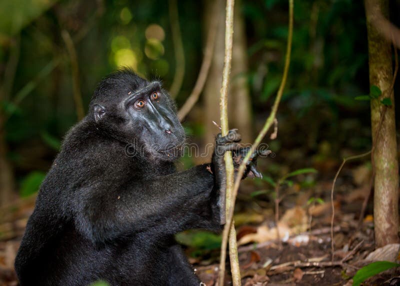 Black macaque, Sulawesi, Indonesia