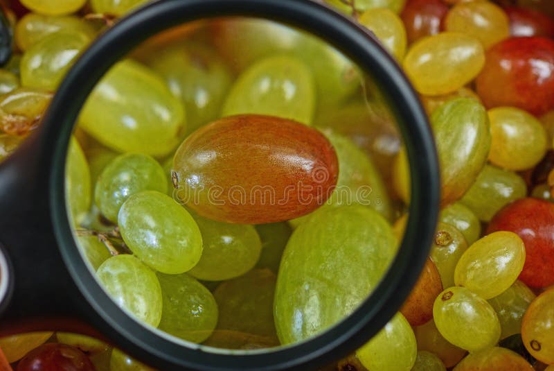 Black magnifier increases red and green ripe grape berries