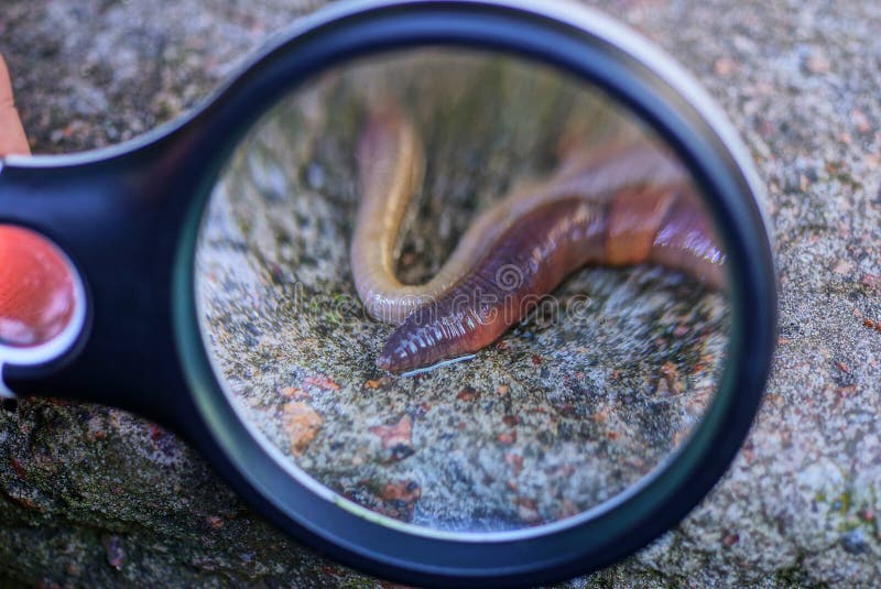 Black Magnifier Magnifies Long Red Worm Stock Image - Image of