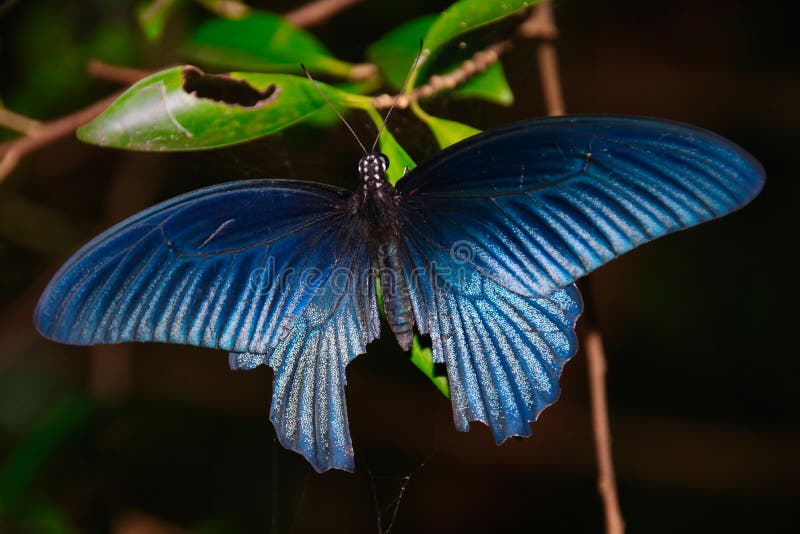 Black Male Great Mormon Open Wing on Tree Stock Photo - Image of ...