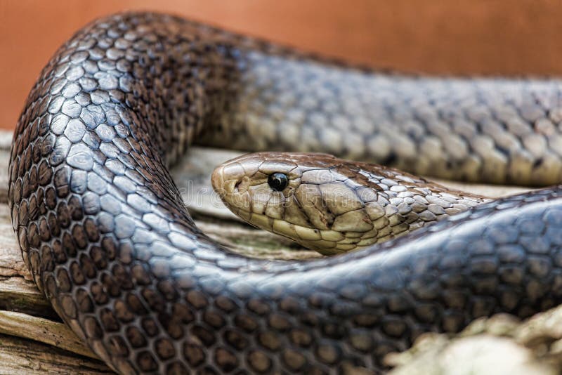 Black Mamba royalty free stock image Black Mamba royalty free stock image