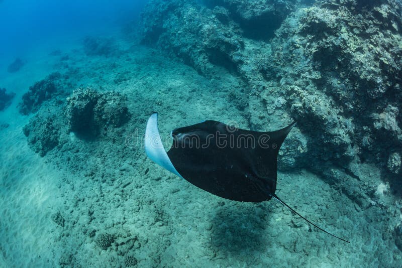 Black mantaray in blue water