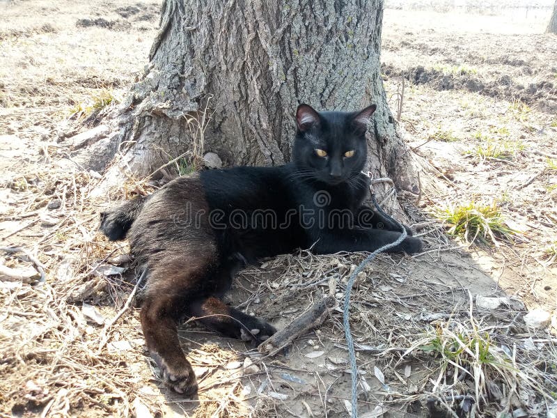 Manx Tom Cat Stock Photos Free & RoyaltyFree Stock Photos from