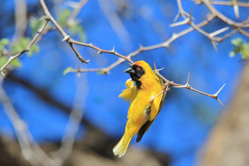 Black Masked Weaver - African Wild Bird Background - Acrobat for Gold