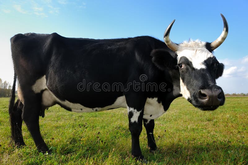 Black milch cow on green grass pasture royalty free stock photography