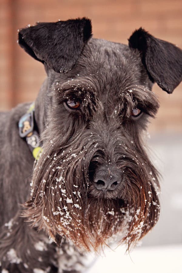 Black Mini Schnauzer Snow Stock Photos Free & RoyaltyFree Stock