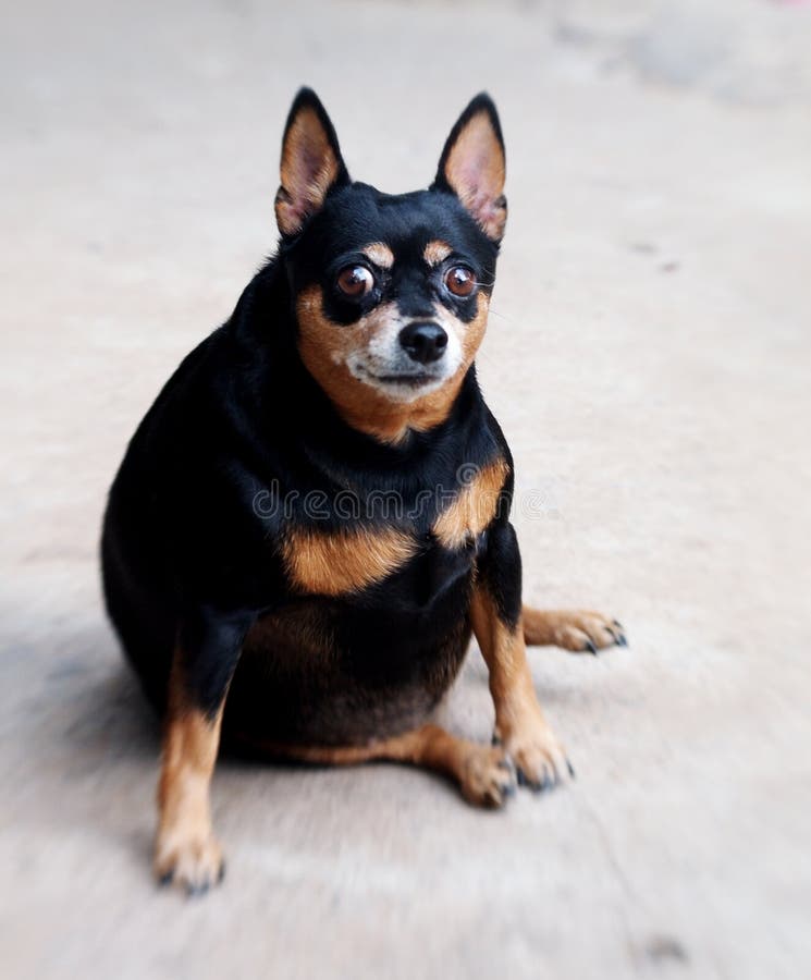 Le Bar à Domi - Page 49 Black-miniature-pinscher-dog-happy-fat-lovely-cute-smiling-sitting-concrete-garage-floor-making-funny-face-sunny-day-49786960