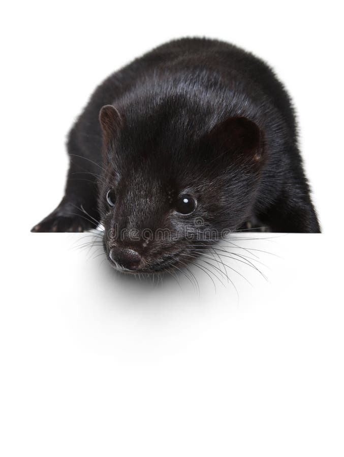 Black mink lying on a white banner royalty free stock photo Black mink lying on a white banner royalty free stock photo