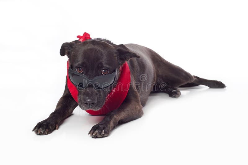 black dog sunglasses