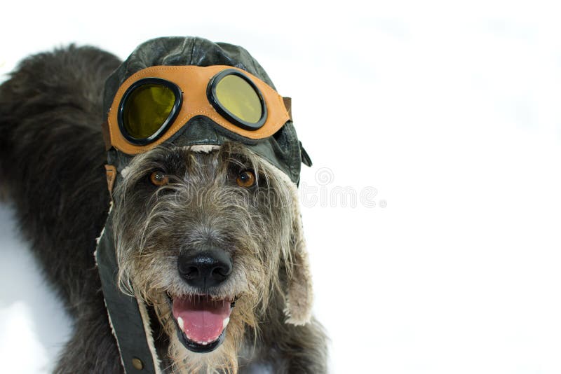 dog aviator hat