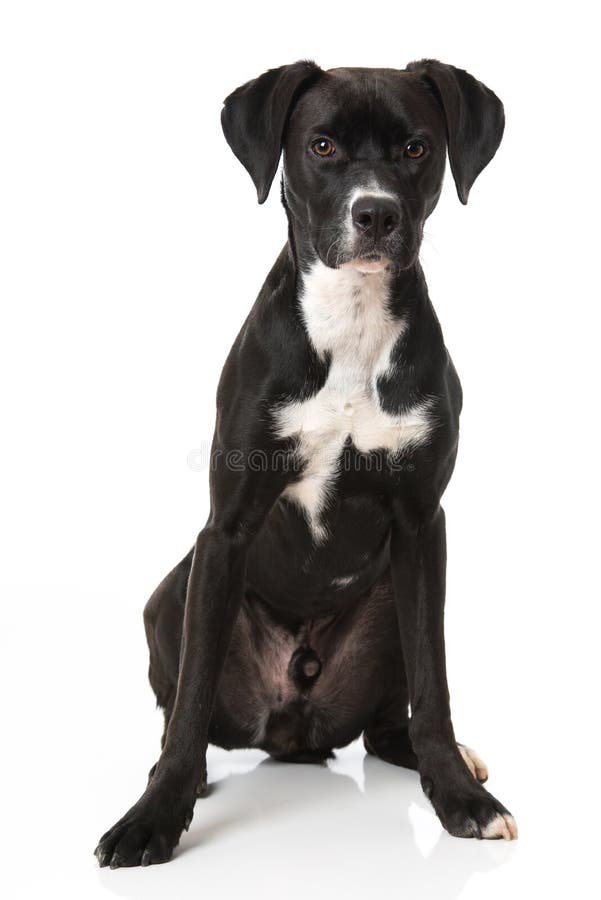 Mixed Breed Dog Standing in a Meadow Stock Photo Image of breed, side