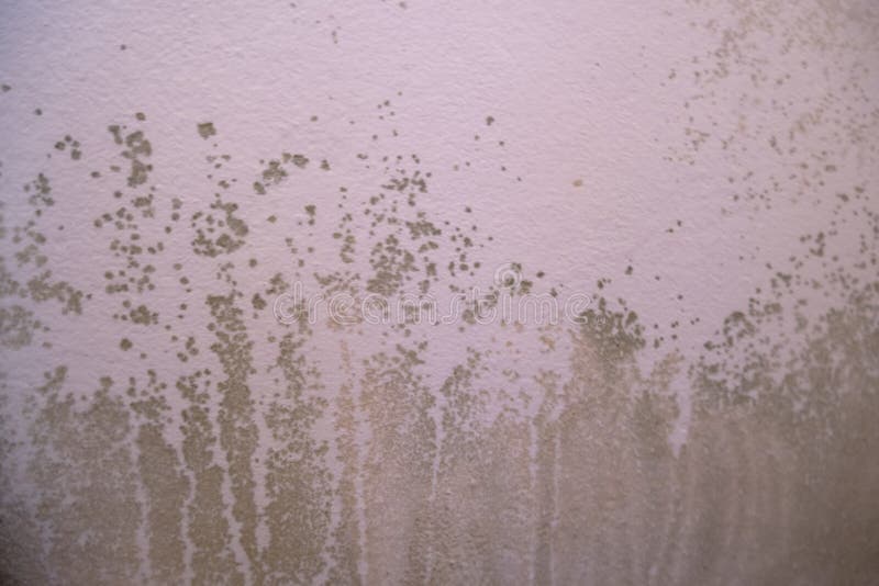 Black Mold in the Corner of the White Ceiling. Macro Mildew in the