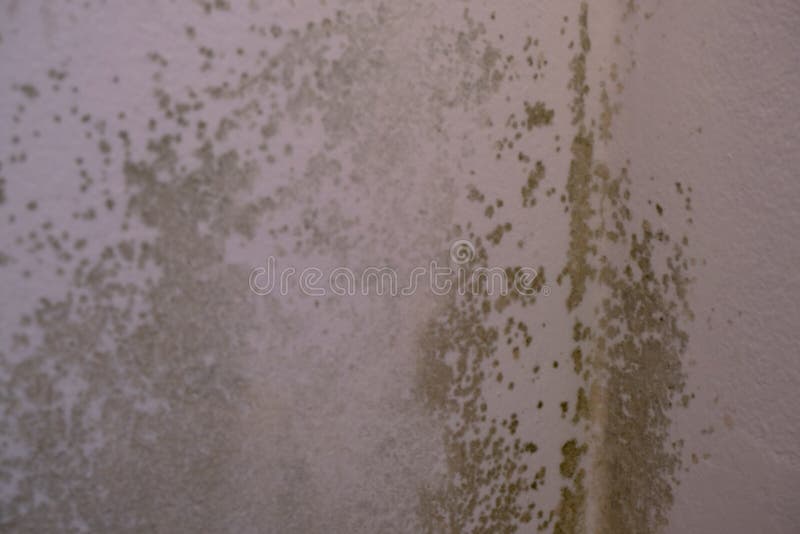 Black Mold in the Corner of the White Ceiling. Macro Mildew in the