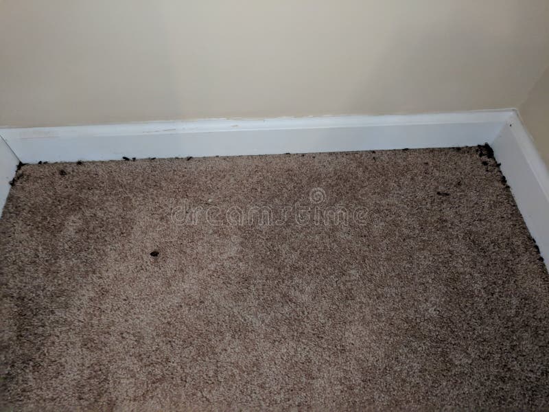 Black Mold On Wall And Floor Stock Photo Image Of Floor Wall