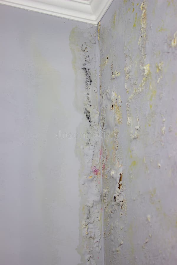 Black Mold on the Wall. Fungus on the Wall after the Flooding of the