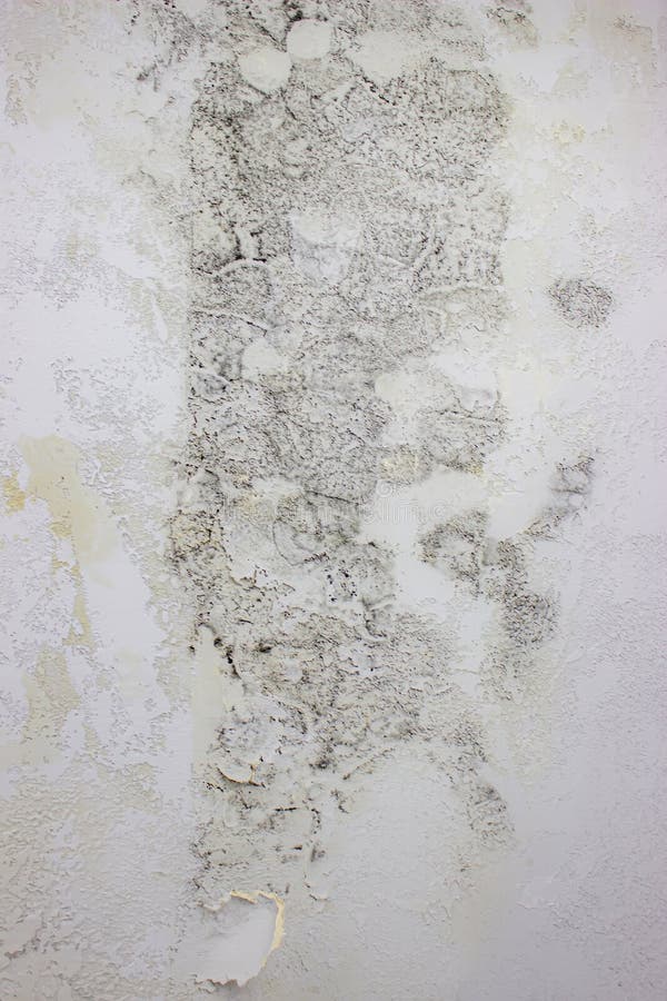 Black Mold on the Wall. Fungus on the Wall after the Flooding of the ...
