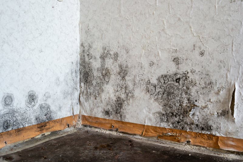 Black Mold on the Wallpaper on the Wall in a Room Stock Photo Image