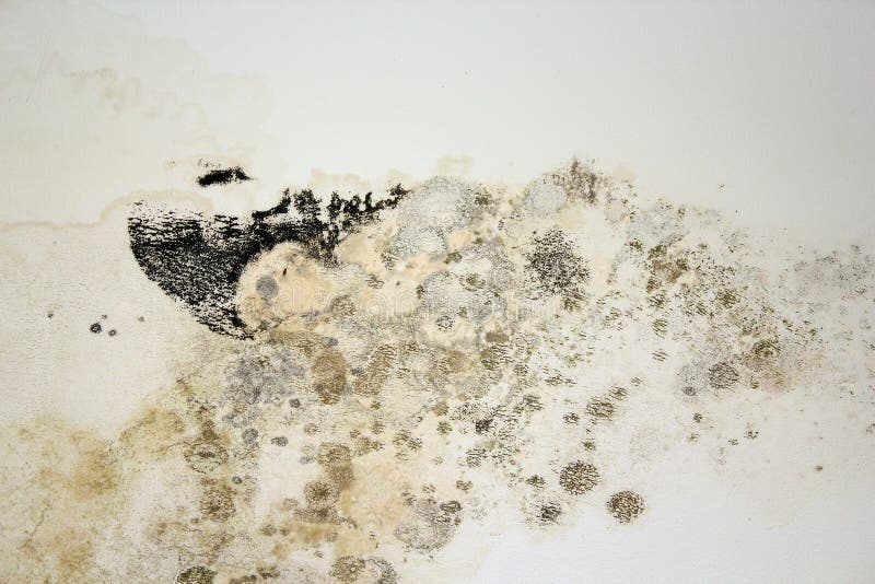 580 Black Mold White Old Plaster Stock Photos Free & RoyaltyFree