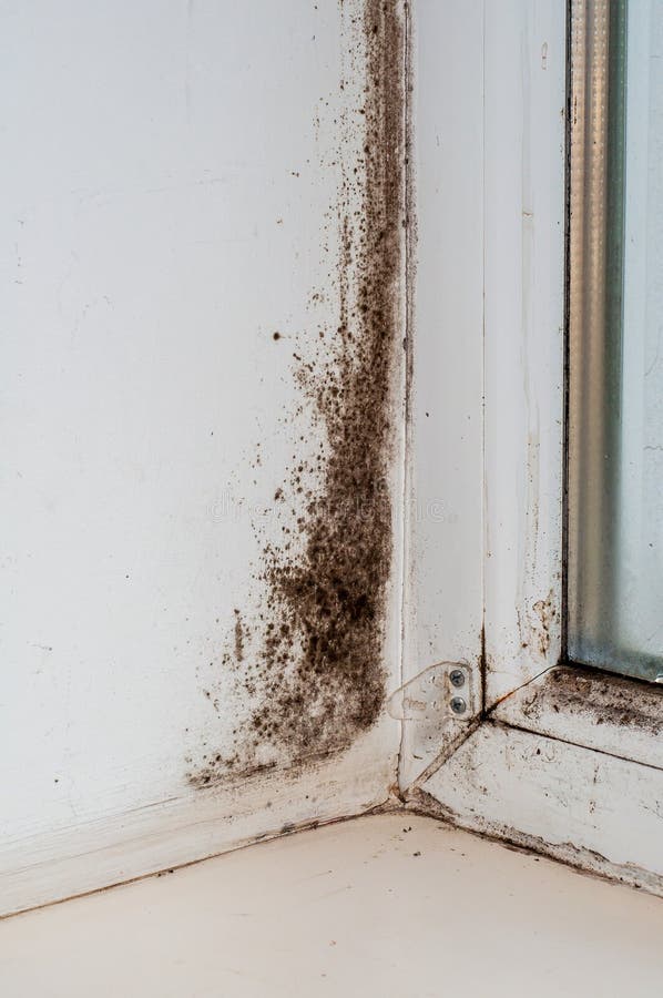 Black Mold on the Window Slope, Plastic Window with Condensation. the