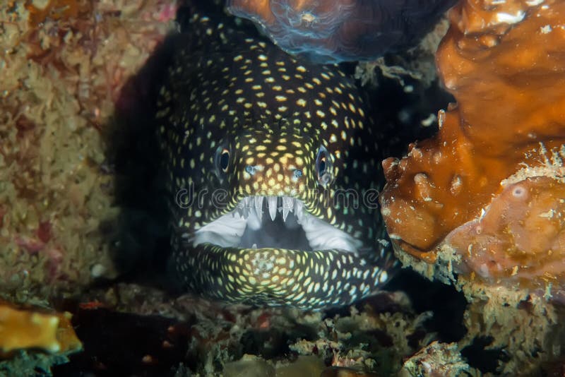 A Black Moray Eel with Yellow Spots Looks Out of Its Stock Photo