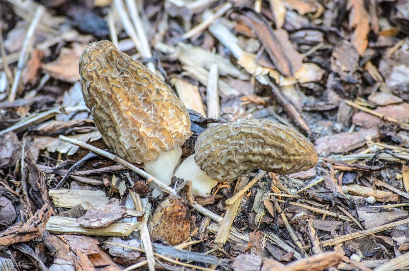 Black Morel or Morchella Conica Stock Image Image of mushrooms
