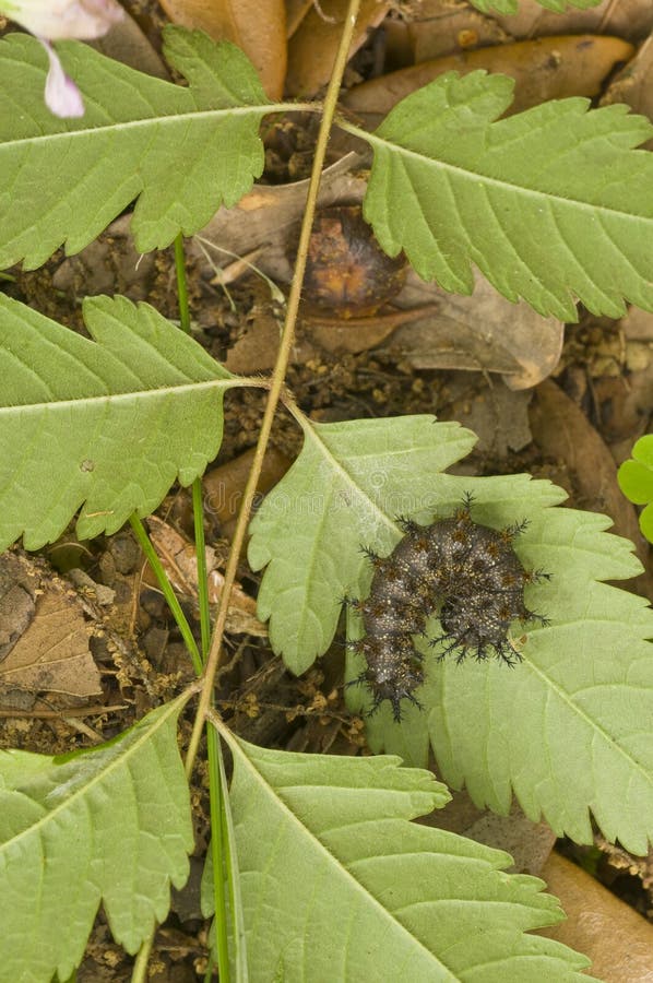 250+ Moth caterpillar Free Stock Photos StockFreeImages Page 2