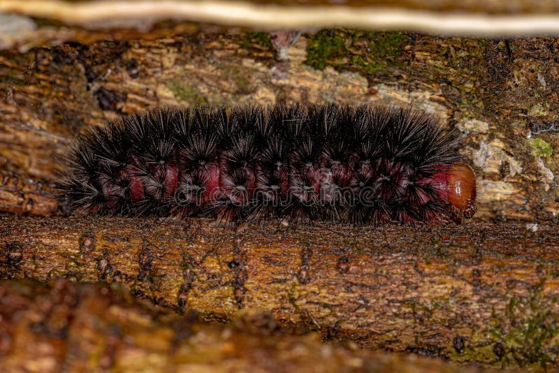 Black moth caterpillar stock photo. Image of creature 241077372