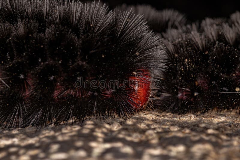 Black moth caterpillar stock image. Image of noctuoidea 241077629