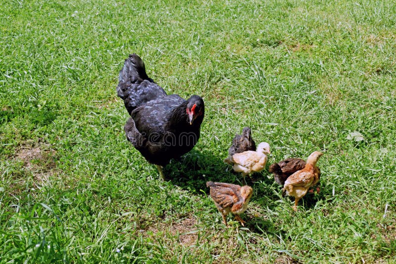 Chicken Mom And Chick In Green Grass Stock Photo, Picture and