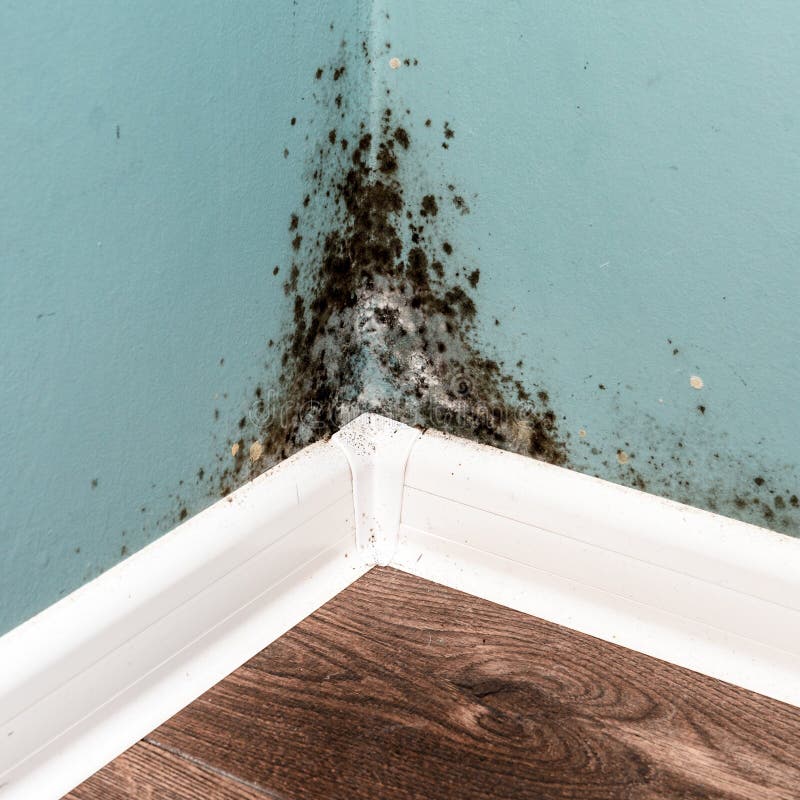 Black Mould on Wall Closeup Stock Image Image of home, dirty 108637611