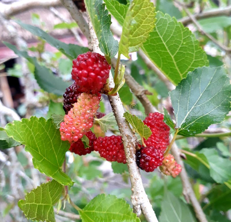 Black Mulberry is a Plant that is Widely Used As Medicine. Stock Image ...