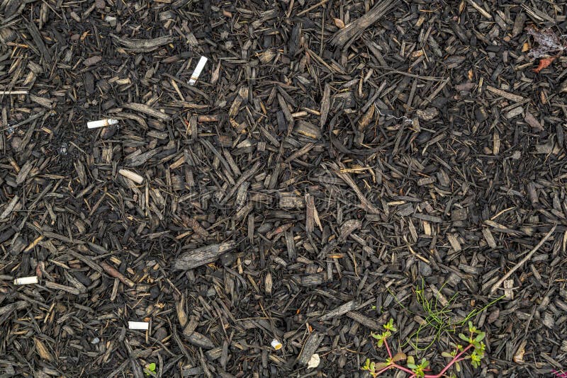 Black and Red Dye Mulch stock photo. Image of gardening 10377480