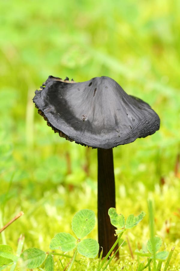 Black Mushroom stock photo. Image of fungus, grass, mushroom 22851514