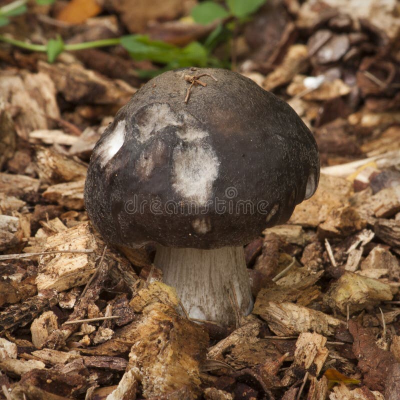 Small black dog stock image. Image of black, close, furry 33119687