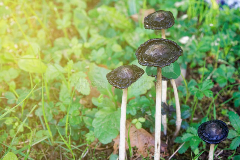 Black Mushroom among the Grass in Forest, Fall Landscape. Stock Image