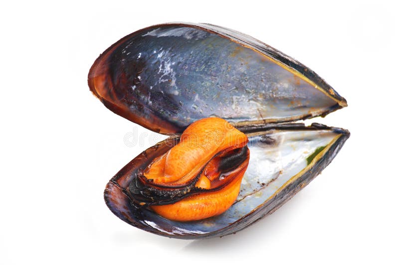 Black mussel