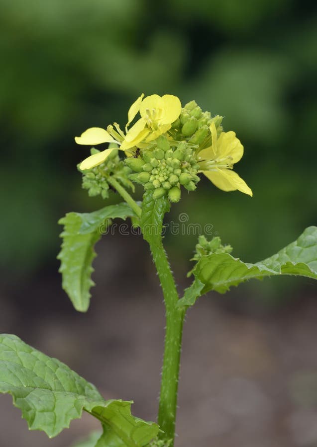 Black Mustard Flower stock image. Image of spice, plant 186489491