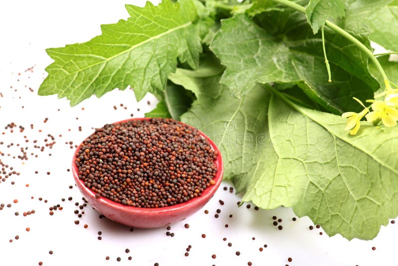 Black mustard seeds stock photo. Image of mustard, healthy 28260704